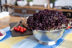 ������� Colander 18�� 50220