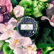 ���������� Japonica Apple Blue Clover 113� 72124