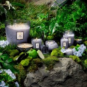 ���������� Japonica Apple Blue Clover 90� 72424