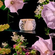 ���������� Japonica Jasmine Midnight Blooms 113� 72134