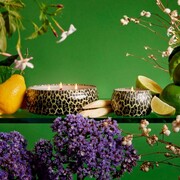 ���������� Maison Noir Jardin De Verveine 113� 8218