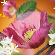 ������ ��� �������� Aromas Velvet of Orient 200�� 6829