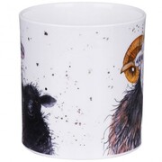 ������ Orkney Shaggy sheep herdwick 350��