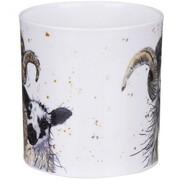 ������ Orkney Shaggy sheep swaledale 350��