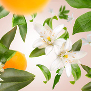 ���������� Lilly Nude � �������� Lamps Orange Blossom 250�� 4801