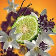 �������� ��� ���������� � �������� Car Diffusers Black Angelika 7697