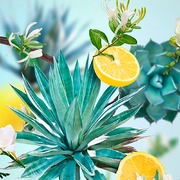 ��������� ��� �������������� ��������� Car Diffusers Agaves Garden 6992