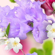 ������ ��� �������� Aromas for the home Underneath the Magnolias 500�� 115149