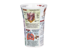 ������ Glencoe Organs of human body 500��