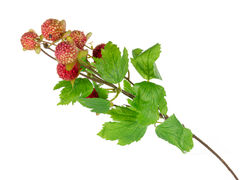 ó��� ������ ����������� 71�� 821-137 - ��� ������