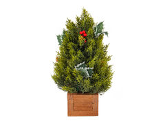 Можжевельник декоративный в горшке 35см 801-584