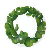 ������� ��� ���� Cactus 24,5�� 5-5-5