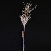 Новогодний декор Цветок бежевый 59см BR33707.2